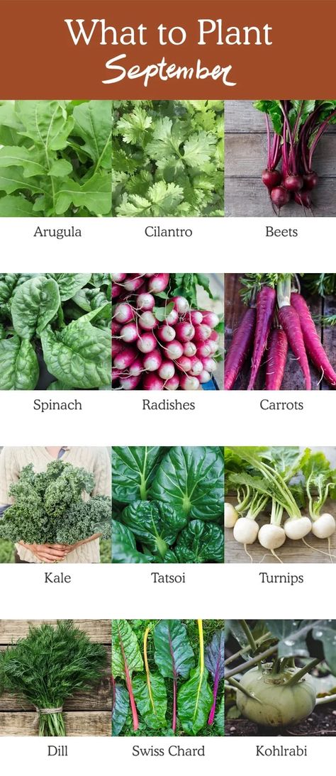 What To Plant In September, Garden Companion Planting, Storing Vegetables, Perennial Vegetables, Gardening Zones, Garden Girls, Growing Seeds, Fruit Plants, Companion Planting