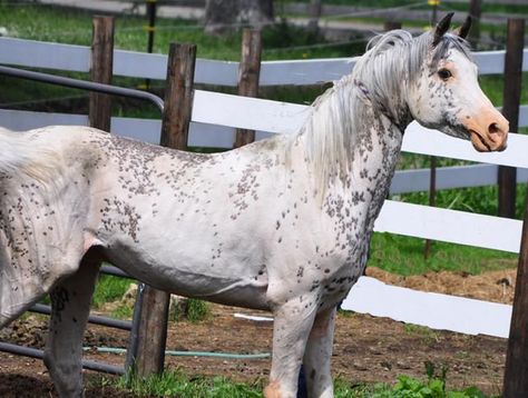 dominant white - Khasper arabian horse Horse Genetics, Horse Colours, Unusual Horse, Horse Markings, Horse Reference, Horse Coats, Horse Colors, Horse Inspiration, American Quarter Horse