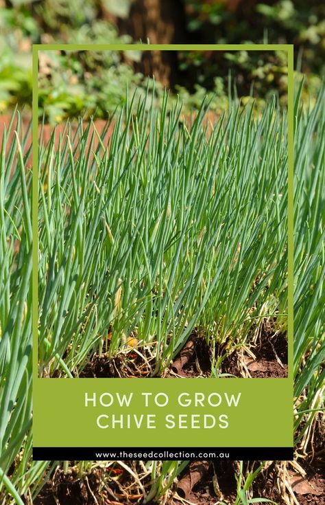 chives in the garden Growing Chives, Chive Seeds, Seed Collection, Zone 7, Garden Veggies, Balcony Garden, Herb Garden, How To Grow, Garden And Yard