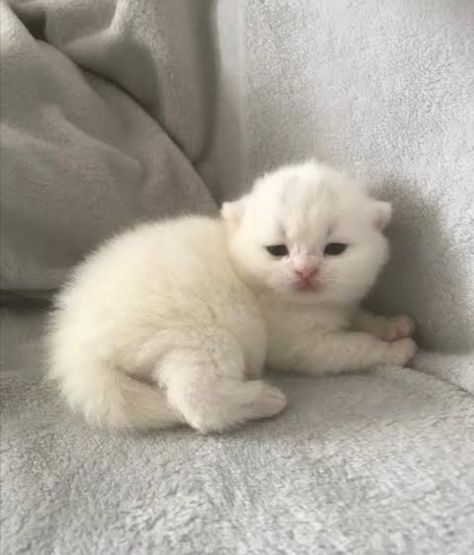 Fluffy White Kitten, Cute White Cats, White Fluffy Kittens, White Fluffy Cat, Cute White Kitten, Kitten White, Cute White Cat, White And Black Cat, Ugly Cat