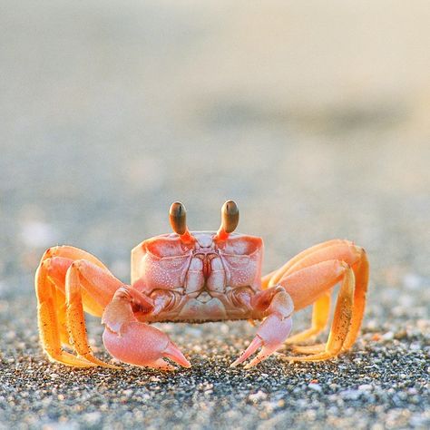 Crab Photography, Ghost Crab, Big Crab, Fiddler Crab, Sea Crab, Intercom System, Beautiful Sea Creatures, Access Control System, Aquatic Animals