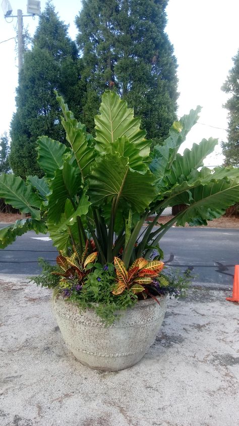 Tropical Plants Outdoor In Pots, Flower Pots Outdoor Florida, Tropical Pot Plants Outdoor, Tropical Potted Plants Patio, Full Sun Tropical Container Plants, Tropical Planter Ideas, Tropical Patio Plants In Pots, Tropical Planters Outdoor Full Sun, Croton Plant Outdoor Landscaping