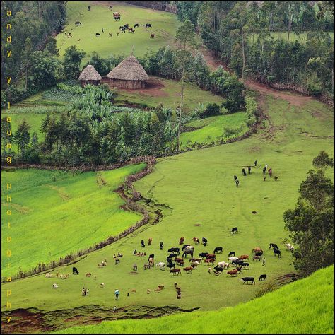 Naruto Training, Ethiopia Travel, Beautiful Places To Live, Farm Photography, Beautiful Farm, Dairy Farm, Dairy Farms, Poster Background, Beautiful Locations Nature