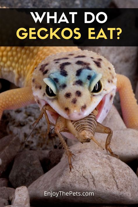 Before bringing home a new small gecko, it is important to know what to feed your pet. Like most lizards, geckos are predators that prefer to eat a variety of insects. The exact type of insects, feeding times, supplements, and amount of food will vary based on the species, age, and activity level of your gecko. General Gecko Pet Food Guidelines. Most geckos feed best on live prey. Unlike cats and dogs, geckos generally do not do well eating packaged kibble or prepared food. That means... Leopard Gecko Food, Gecko Food, Types Of Insects, Crested Gecko, Leopard Gecko, Eat Fruit, How To Eat Better, Reptiles And Amphibians, Food Lists