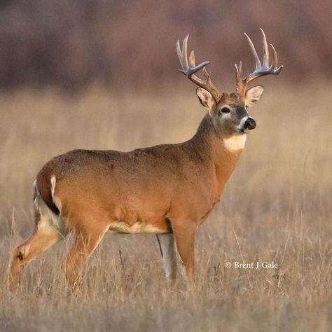 Whitetail Deer Photography, Tiger Hunting, Deer Reference, Deer Images, Hunting Birds, Deer Pics, Elk Pictures, Whitetail Deer Pictures, Water Deer