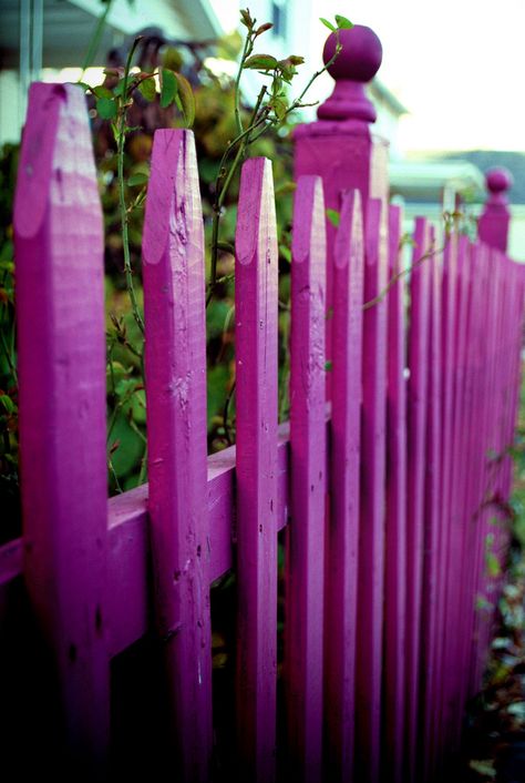 https://flic.kr/p/8SNvqn | Fence Friday [Pink] ~Explored~ | ~Happy Fence Friday~  I love this fence. Its so pink. Its so bright and you can see it from a mile away. Funny little side note the old lady that lives in the house behind this fence does not allow anyone to look at her plants as you are walking by...lol. She is kind of scary. The thing is it's hard not to look at them 'cause they are all so pretty and cover her whole house so all you can see is her door. Everyone looks away to avoid he Cheap Privacy Fence Ideas, Purple Fence, Pink Fence, Moodboard Portfolio, Backyard Privacy Fence, Garden Combinations, Garden Fence Paint, Privacy Slats, Cheap Privacy Fence