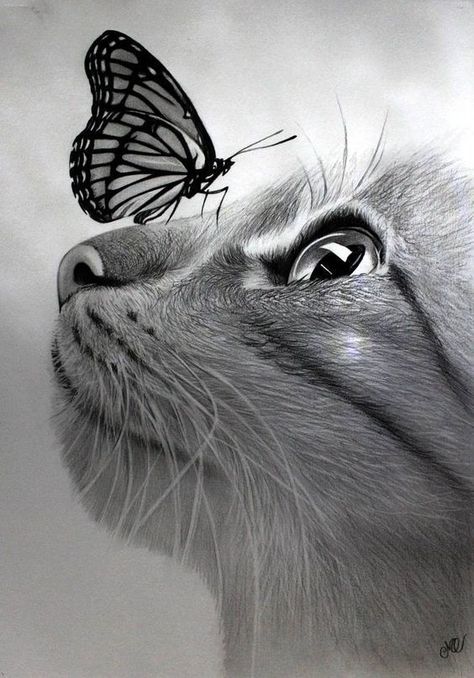 Lifelike graphite drawing of cat and butterfly - incredibly realistic hand drawn from photo #portraits #art #dog #pets #cat Realistic Animal Drawings, Pencil Drawings Of Animals, Animal Drawings Sketches, Drawing Faces, Pencil Drawings Easy, Soyut Sanat Tabloları, Butterfly Drawing, Graphite Drawings, Cat Eyes