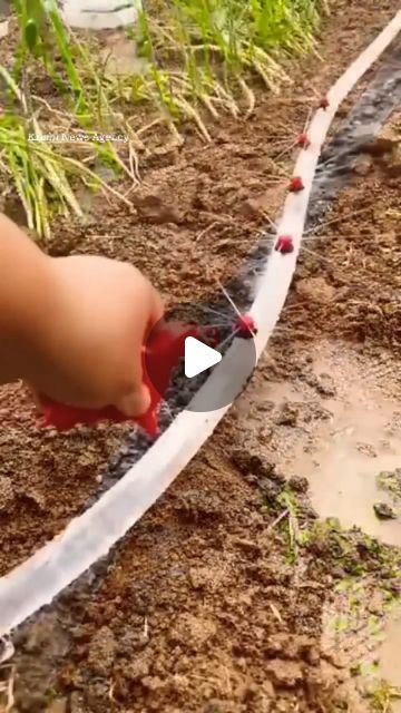 Plant Watering System, Garden Watering System, Travel Tree, Drip System, Drip Irrigation System, Water Drip, Water Bill, Sustainable Garden, Drip Irrigation