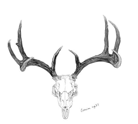 Deer Antlers Sketch Skull With Antlers Tattoo, Antlers Tattoo, Deer Skull Drawing, Antler Drawing, Antlers Drawing, Skull With Antlers, Deer Head Tattoo, Antler Tattoo, Pair Tattoos