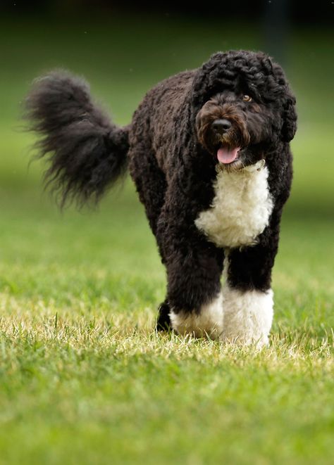 Portuguese Water Dogs are on the list of 9 Dog Breeds That *Love* Swimming, Tummy Pooch, Portugese Water Dogs, Spanish Water Dog, Most Expensive Dog, Chinese Dog, Portuguese Water Dog, Best Dog Breeds, Pomeranian Puppy, Water Dog