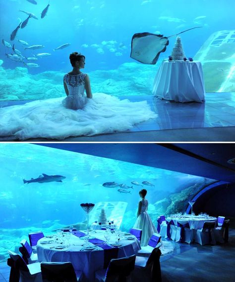 For something really special and unique, you can hold a wedding amongst the tranquil surroundings of the National Marine Aquarium in Plymouth Sea Wedding Theme, Wedding Styles Themes, Little Mermaid Wedding, Underwater Wedding, Unusual Wedding Venues, Aquarium Wedding, Victorian Wedding Dress, Bridesmaid Dresses Uk, Sea Wedding