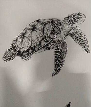 Turtle Drawing Realistic, Sea Turtle Drawings, Simple Turtle Tattoo, Turtle Dancing, Turtle Tank Ideas, Cute Turtle Drawings, Turtle Sketch, Sea Turtle Drawing, Tank Drawing