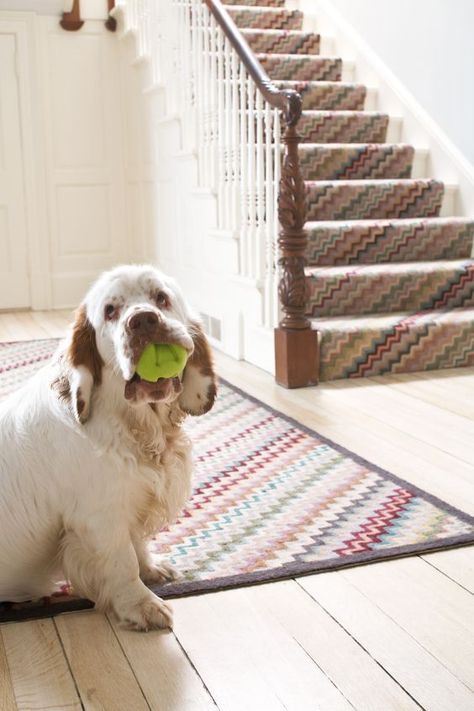 100+ Best Clumber Spaniel Dog Names – The Paws Clumber Spaniel, Spaniel Breeds, Cocker Spaniel Puppies, Hooked Rug, Spaniel Puppies, Bird Dogs, Dog Rules, Spaniel Dog, Sporting Dogs