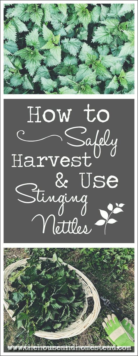 How to Safely Harvest and Use Stinging Nettles - The House & Homestead Wild Foraging, Wild Food Foraging, Edible Wild Plants, Stinging Nettle, Wild Edibles, Food Supply, Wild Food, Wild Plants, Edible Plants