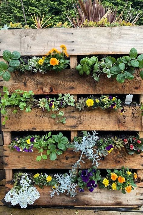 If you have some leftover pallets and need a weekend DIY project for your porch or backyard, check out these awesome vertical pallet garden ideas, plant holders and herb gardens for inspiration! #palletgarden #gardenideas #diy #palletideas Pallet Plant Wall Outdoor, Pallet Plant Wall, Herb Garden Made From Pallets, Herb Wall Outdoor Pallets Garden, Wood Pallet Herb Garden, Palet Herb Garden Diy, Pallet Garden Ideas Diy, Pallet Garden Walls, Wood Pallet Herb Garden Vertical Planter