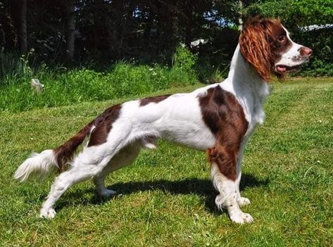 Working Springer Spaniel, Working Terrier, Working Spaniel, Fit Dogs, Nanny Dog, Dog Anatomy, Dog Breeds Medium, Canine Art, Cute Dog Pictures