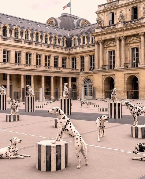 Spotted At Palais-Royal, Paris by @graymalin | Instagram Dalmatian Photography, Penelope Aesthetic, The Dog Star, Beach Prints, Real Estate Marketing Design, Gray Malin, Adventure Lifestyle, Photography Home, Dog Poster