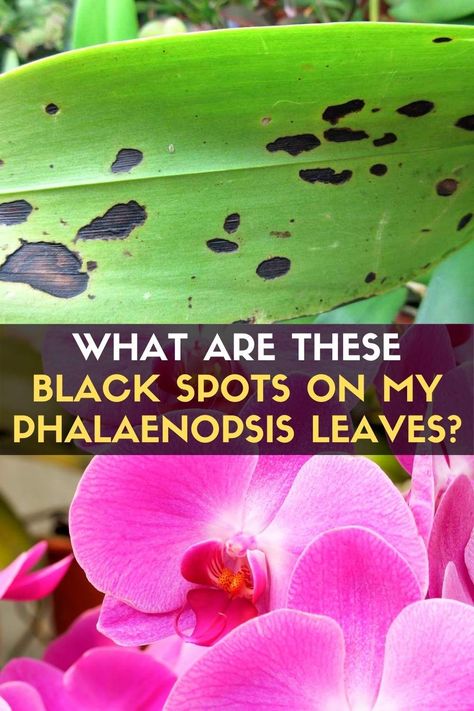 Phalaenopsis and other orchids respond quickly to any problems in their environment. Pimples are one of the signs of trouble. The first step in treating dark spots on orchid leaves is diagnosing the problem. Some phalaenopsis have naturally speckled leaves, so it can be a natural coloring. However, staining the leaves can also signify a bacterial or fungal disease. Bacterial leaf spot is quite common among orchids and can be aggressive and dangerous to phalaenopsis. Black Spots On Orchid Leaves, Orchid Types, Orchid Diseases, Get Rid Of Spots, Orchids In Water, Orchid Plant Care, Blooming Orchid, Orchid Roots, Orchid Leaves