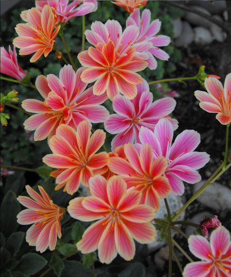 Lewisia Cotyledon, Map Reference, Flower Lady, Flower Gardening, Rare Flowers, Organic Seeds, Favorite Flowers, Succulent Plants, Plant Sale