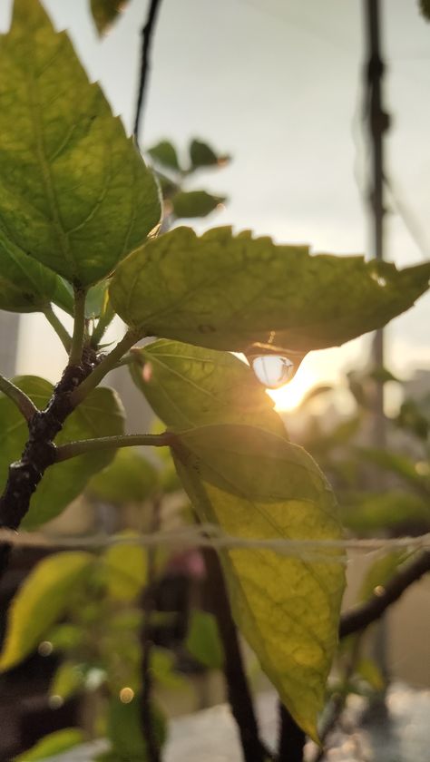 Rays of the sun penetrating through the tiny drop and getting scattered throughout world. Quantums of the nature Leaves Photography, Rays Of The Sun, Cloud Drawing, Nature Activities, Sun Rays, The Nature, Fall Trends, Planting, Garden Plants