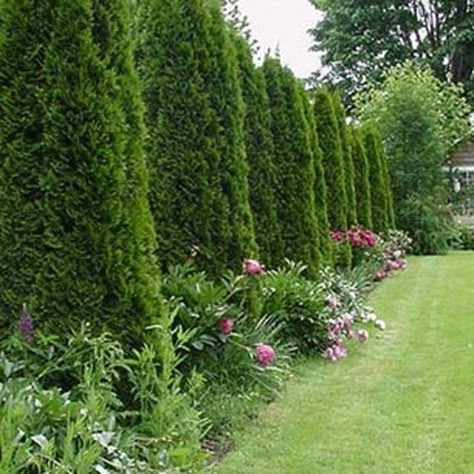 Arborvitae Pyramidalis Privacy Hedge at the Nursery at Mount Sinai Hospital in North Bend, Washington. Arborvitae Landscaping, Evergreen Garden, Privacy Landscaping, Backyard Privacy, Fence Landscaping, Evergreen Plants, Backyard Fences, Garden Landscape Design, Garden Fencing