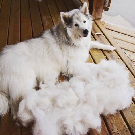 De-shedding dogs: Everything you need to know | FItdog Dog Brush For Shedding, Deshedding Dog Diy, Dog Onesies, Pet Shed, Loose Hair, Dog Shedding, Dog Brushing, Dog Allergies, Dog Safety