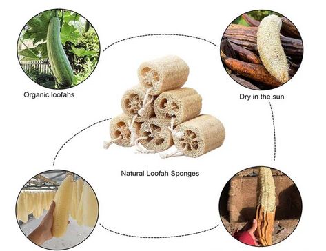 "8 Eco-Friendly Loofah Alternatives"- The name ‘loofah’ is attached to different types of body scrubber products. However, many times, our minds turn to those colorful sponges we use in the shower or bath. Here we share some of our top picks and best eco-friendly loofah alternatives you can... #trvst #guide #ecofriendly #biodegradable #plastic #eco #natural #plant #plasticfreesolutions #environmentallyfriendly #betterfortheplanet #planetearthfirst Loofah Plant, Exfoliating Sponge, Natural Loofah, Natural Sponge, Loofah Soap, Loofah Sponge, Body Scrubber, Biodegradable Plastic, For Glowing Skin