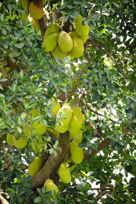 Jack fruits hanging in trees in a tropical fruit garden in Africa stock images Tropical Fruit Garden, Fruit Garden, Tropical Fruit, Photo Image, Stock Images, Trees, Stock Photos, Fruit, Green