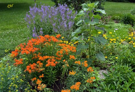 Companion Plant Ideas for Milkweed- Purple Salvia paired with Native Butterfly Weed Swamp Milkweed Garden, Milkweed Garden, Monarch Garden, Butterfly Milkweed, Grow Butterflies, Monarch Butterfly Garden, Tomatoes In Containers, Purple Salvia, Butterfly Garden Plants