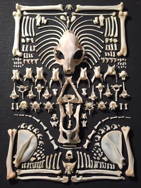 Real Bone Art, Bone Taxidermy Art, Painting On Bones, Vulture Culture Aesthetic Outfits, Bone Display Ideas, Art With Bones, Animal Bones Art, Oddity Aesthetic, Bone Aethstetic