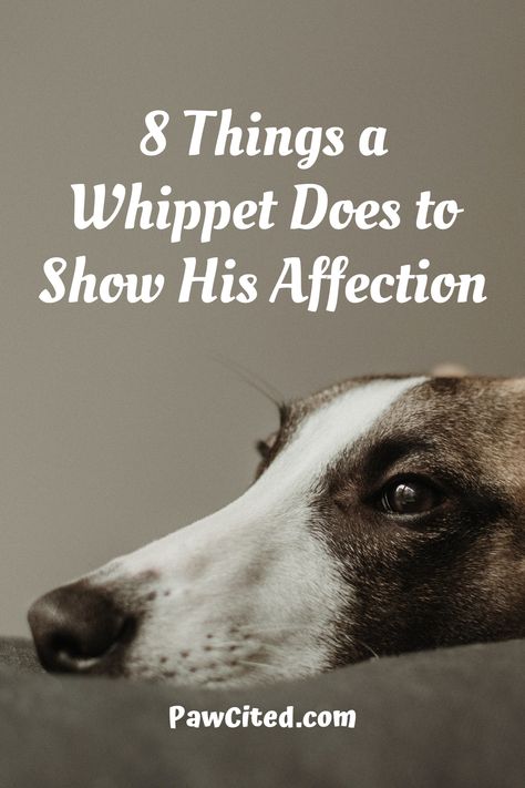 You may be wondering if whippets are affectionate to their dog owners? Here are 8 ways how these athletic dogs show their love for their dog owners. #whippet #doglover #affectionatedog #dog101 Whippets Dog, Whippet Rescue, Whippet Dog Puppy, Whippet Mix, Dog 101, Whippet Collar, Whippet Puppies, Athletic Dogs, Personalized Leather Dog Collar