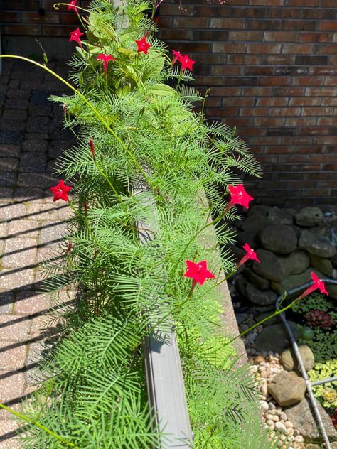 Cork House, Cypress Vine, House Garden, Cork, Vines, Herbs, Home And Garden, Plants, Flowers