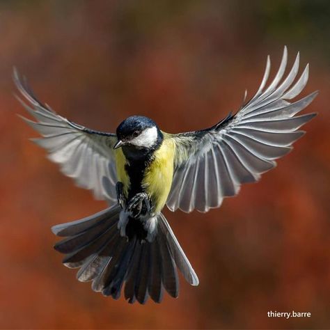 Bird Flying Front View, Bird Drawing Reference, Angel Sculpture Art, Birds Photography Nature, Nature Projects, Bird Flying, Wild Animals Pictures, Dance Paintings, Flying Bird