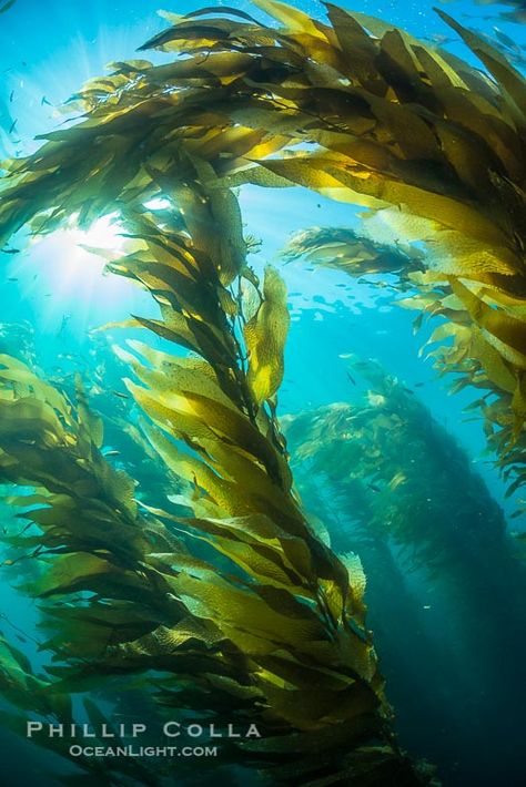 Kelp Forest Giant Kelp Drawing, Kelp Forest Animals, Kelp Forest Art, Underwater Kelp Forest, Shark In Kelp Forest, Ocean Plants, Underwater Plants, Sea Kelp, Sea Creatures Art