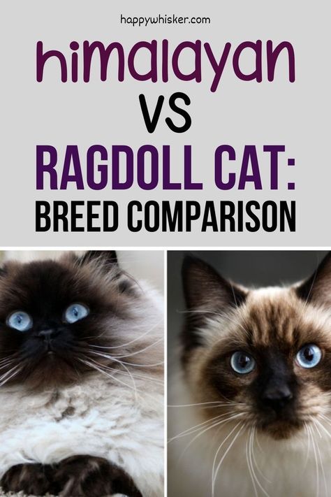 Brown Himalayan Cat, Himalayan Ragdoll Cat, Hymilain Cat, Hymalian Cats, Himalayan Cat Kitten, Ragdoll Cat Breeders, Ragdoll Cat Colors, Cat Breeds List, Himalayan Cats