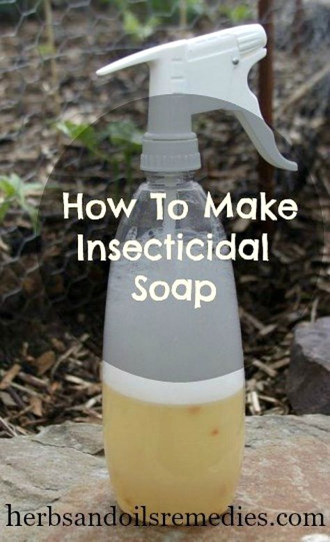 Insecticide For Plants, Homemade Bug Spray Recipe, Garden Bug Spray, Bug Spray For Plants, Aphid Spray, Homemade Insecticide, Homemade Bug Spray, Diy Bug Spray, Bug Spray Recipe