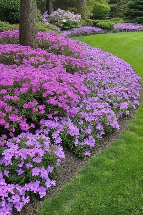 Explore the beauty of low-maintenance ground cover plants with purple flowers. Incorporate Purple flowering groundcover like Creeping Phlox or Bugleweed to enrich your landscaping ideas with a pop of color. Consider fast-growing ground cover plants such as Vinca minor (Lesser Periwinkle) to effortlessly create stunning garden spaces. Discover a variety of Ground cover plants with purple flowers that not only add visual appeal but also provide practical benefits like soil erosion control and weed Ground Covering Flowers, Creeping Phlox Ground Cover, Lesser Periwinkle, Phlox Ground Cover, Plants With Purple Flowers, Fast Growing Flowers, Purple Flowering Plants, Vinca Minor, Ground Cover Roses