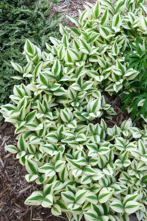 Variegated Solomon's Seal, Wing Angel, Hosta Plants, Backyard Flowers, Zone 5, Garden Help, Garden Yard Ideas, Woodland Garden, Front Yard Landscaping Design