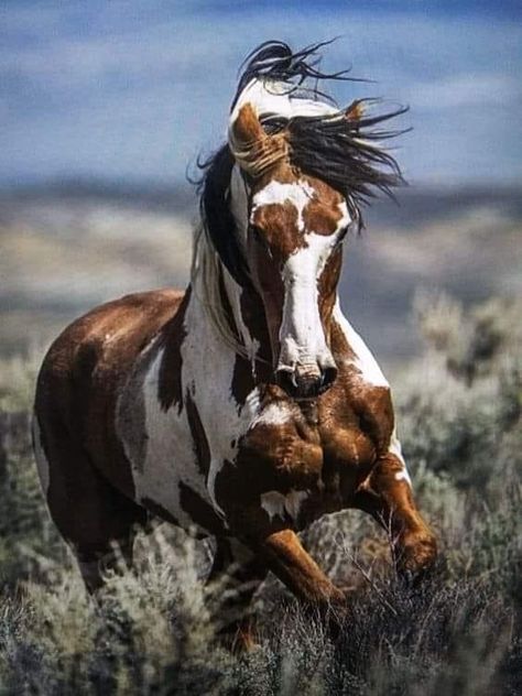 Wild Horse Pictures, Wild Horses Mustangs, American Paint Horse, Beautiful Horse Pictures, Pinto Horse, Horse Galloping, Mustang Horse, Paint Horse, Most Beautiful Horses