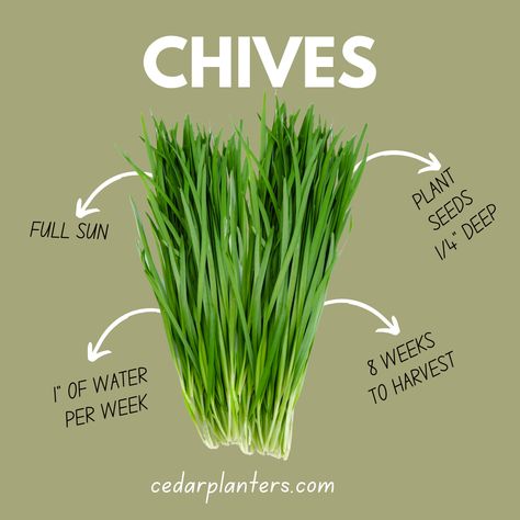 The chive’s the limit! Today’s featured herb is the tasty chive! These delicious members of the onion family are rich in antioxidants & vitamins and they’re known to promote heart health, sleep, and mood! Here are our tips for having the time of your chives: plant you seeds ¼” deep in soil in an area with full sun, water 1” per week and aim to keep them at around 15 degrees celsius. Your chives will be ready to harvest in around 8 weeks! Garlic Chives Plant, How To Grow Chives, Chives Garden, Grow Chives, Growing Chives, Chive Seeds, Bucket Garden, Chives Plant, Container Herb Garden