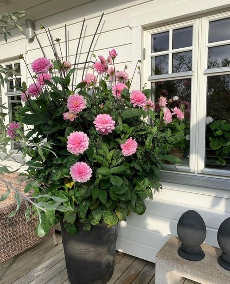 Plants For Large Pots, Dahlias In Pots, Dalia Flower, Dahlias Garden, Growing Dahlias, Potted Plants Outdoor, Patio Pots, Veg Garden, Sun Plants