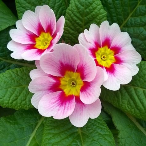 Primula vulgaris 'Husky Appleblossom', Primula 'Husky Appleblossom' in GardenTags plant encyclopedia Primula Vulgaris, Bog Garden, Plant Encyclopedia, Plant Information, Late Winter, Photo Search, Shade Plants, Diy Crafts For Gifts, Plant Collection