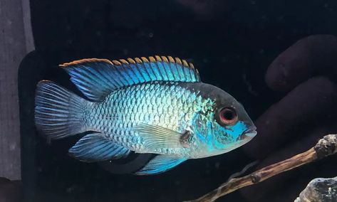 7 Most Popular Peaceful Cichlids (SA, CA & African) South American Cichlid Tank, American Cichlid, Convict Cichlids, Severum Cichlid, South American Cichlids, Malawi Cichlids, Cichlid Aquarium, Electric Blue Acara Cichlid, Red Texas Cichlid