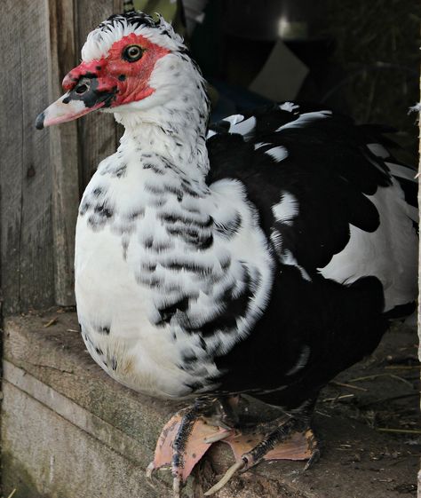 Drake, our muscovy duck. Muscovy Duck Tattoo, Muscovy Ducks, Florida Tattoo, Muscovy Duck, North American Animals, Wild Duck, Quack Quack, Sea Birds, Swans