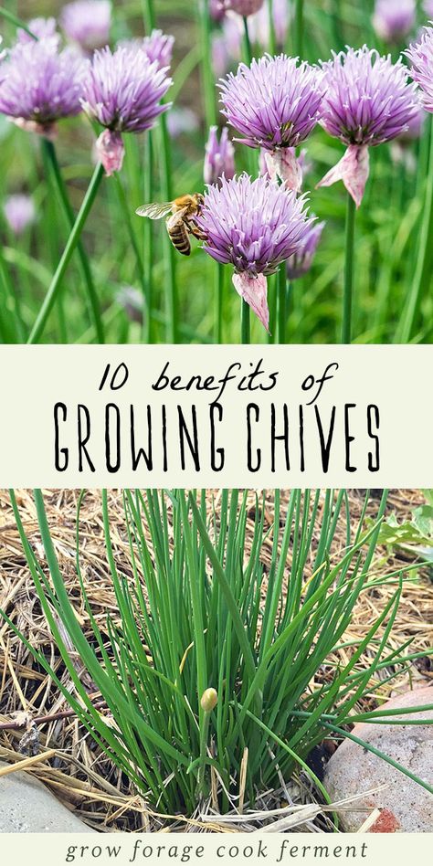 Chives are a wonderful culinary herb, but they also have many other benefits in the garden and in the kitchen. Learn about ten different benefits of growing chives and why you should have them in your herb garden! #herbs #gardening Growing Tomato, Growing Chives, Chives Plant, Diy Herb Garden, Garden Herbs, Herb Garden Design, Meteor Garden 2018, Magic Garden, Culinary Herbs