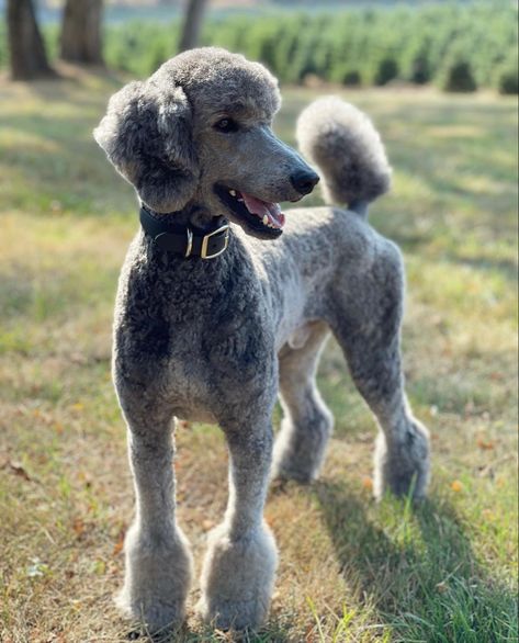 Silver Standard Poodle, Standard Poodle Haircut Styles, Poodle Styles, Doodle Haircuts, Poodle Hairstyles, Standard Poodle Haircuts, Giant Poodle, Poodle Haircuts, Poodle Haircut Styles