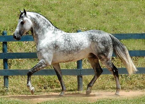 Florida Cracker Horse. The Florida Cracker Horse is also known as the Chickasaw Pony, Seminole Pony, Prairie Pony, Florida Horse, Florida Cow Pony and Grass Gut. The modern breed retains the size of its Spanish ancestors, standing 13.2 to 15 hands (54 to 60 inches, 137 to 152 cm) high and weighing 750 to 1,000 pounds (340 to 450 kg). They are found mainly in bay, black and gray, although grullo, dun and chestnut are also seen. Roan and pinto colors are occasionally found Florida Cracker Horse, Dapple Grey Horses, Gray Horse, Rare Horses, Horse Running, Quarter Horses, Horse Dressage, Andalusian Horse, Grey Horse