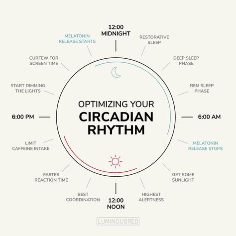 Circadian Rhythm Lighting, Circadium Rhythm, Sun Cycle, Circadian Clock, Importance Of Sleep, Cycle Syncing, Body Clock, Feminine Health, Sleep Health