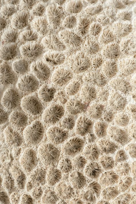 Closeup beige natural coral texture | free image by rawpixel.com / Teddy Rawpixel Coral Texture Pattern, Coral Reef Texture, Coral Mood Board, Coral Skeleton, Texture In Nature, Coral Images, Fish Texture, Coral Aesthetic, Coral Texture