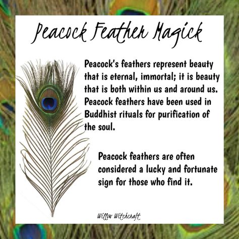 Peacock Meaning Symbols, Pigeon Feather Meaning, Peacock Spiritual Meaning, Peacock Feather Meaning, Peacock Symbolism, Feather Color Meaning, Feather Magic, Finding Feathers, Feather Meaning